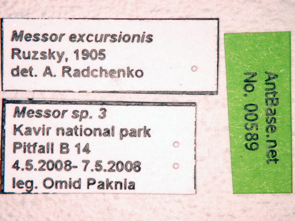 Messor excursionis label