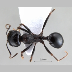 Messor intermedius Santschi, 1927 dorsal
