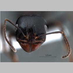 Messor intermedius Santschi, 1927 frontal