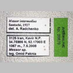Messor intermedius Santschi, 1927 label