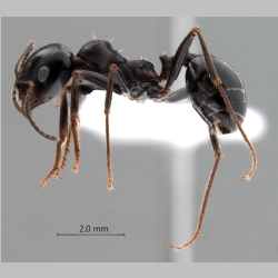 Messor intermedius Santschi, 1927 lateral