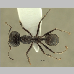 Messor perantennatus Arnol'di, 1969 dorsal
