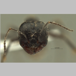 Messor perantennatus Arnol'di, 1969 frontal
