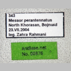 Messor perantennatus Arnol'di, 1969 label