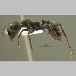 Messor perantennatus Arnol'di, 1969 lateral
