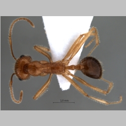 Messor rufotestaceus Förster, 1850 dorsal