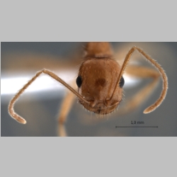 Messor rufotestaceus Förster, 1850 frontal