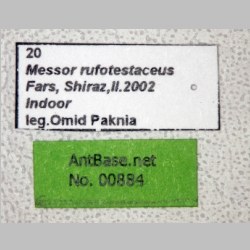 Messor rufotestaceus Förster, 1850 label