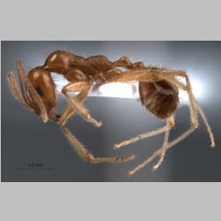 Messor rufotestaceus Förster, 1850 lateral