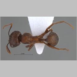 Messor turcmenochorassanicus Arnol'di, 1977 dorsal