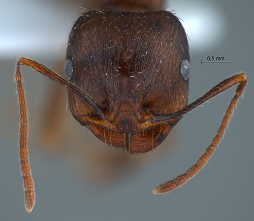Messor turcmenochorassanicus frontal
