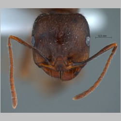 Messor turcmenochorassanicus Arnol'di, 1977 frontal