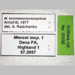 Messor turcmenochorassanicus Arnol'di, 1977 label