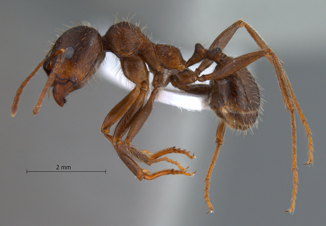 Messor turcmenochorassanicus lateral