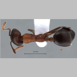 Monomorium kusnezovi Santschi, 1928 dorsal