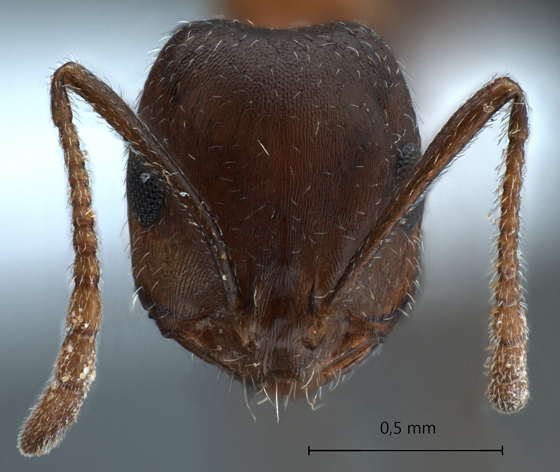 Monomorium kusnezovi frontal
