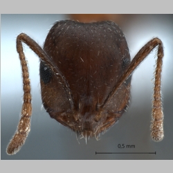 Monomorium kusnezovi Santschi, 1928 frontal