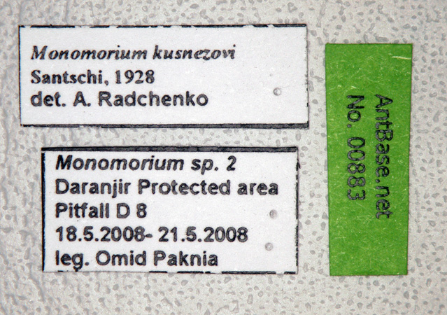 Monomorium kusnezovi label