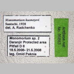Monomorium kusnezovi Santschi, 1928 label