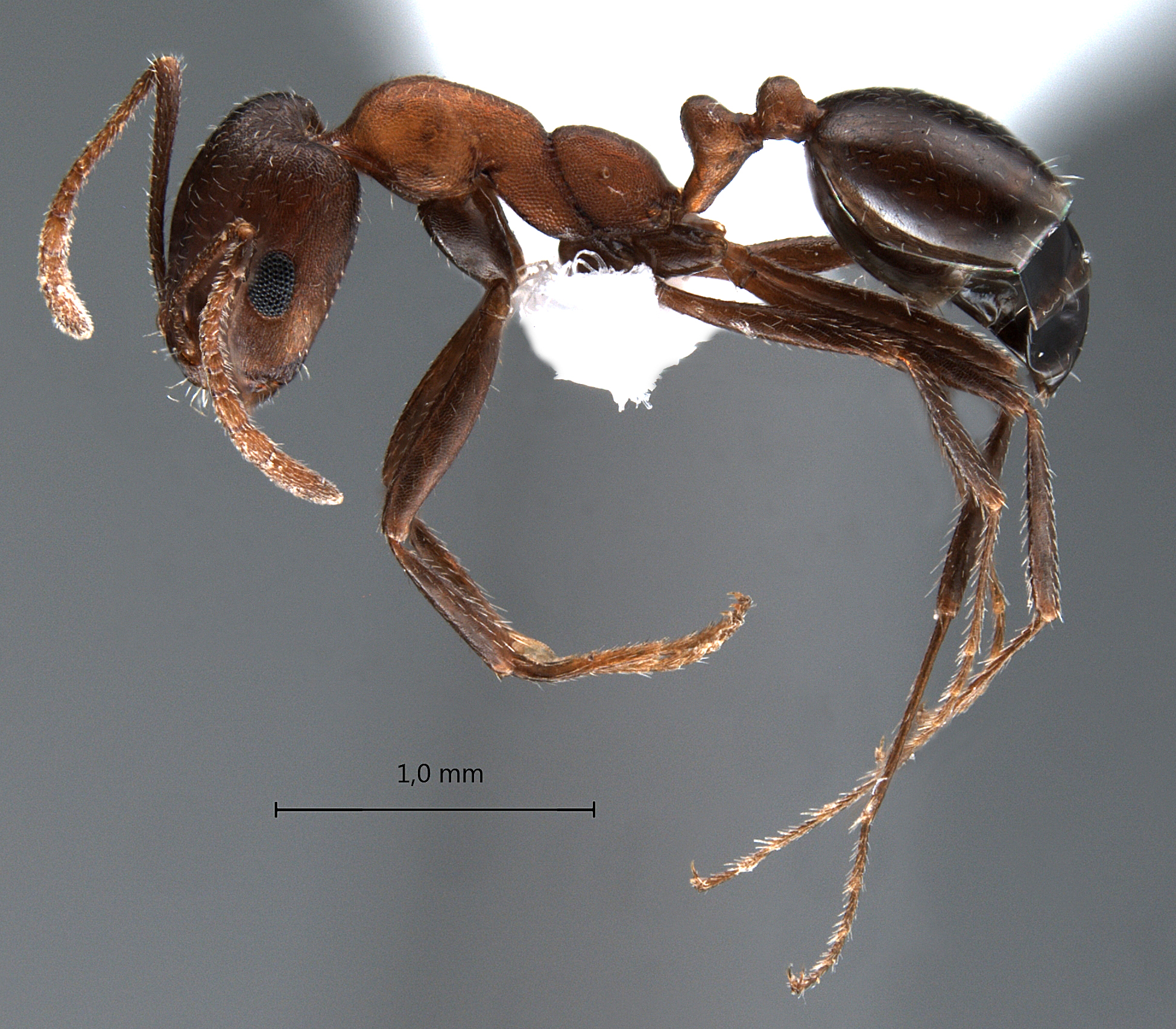 Monomorium kusnezovi lateral