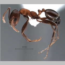 Monomorium kusnezovi Santschi, 1928 lateral