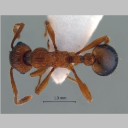 Myrmica specioides Bondroit, 1918 dorsal