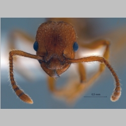 Myrmica specioides Bondroit, 1918 frontal