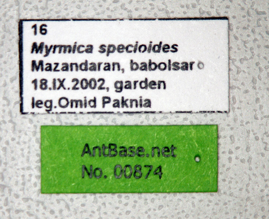 Myrmica specioides label