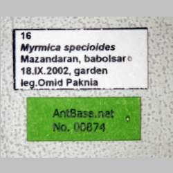 Myrmica specioides Bondroit, 1918 label