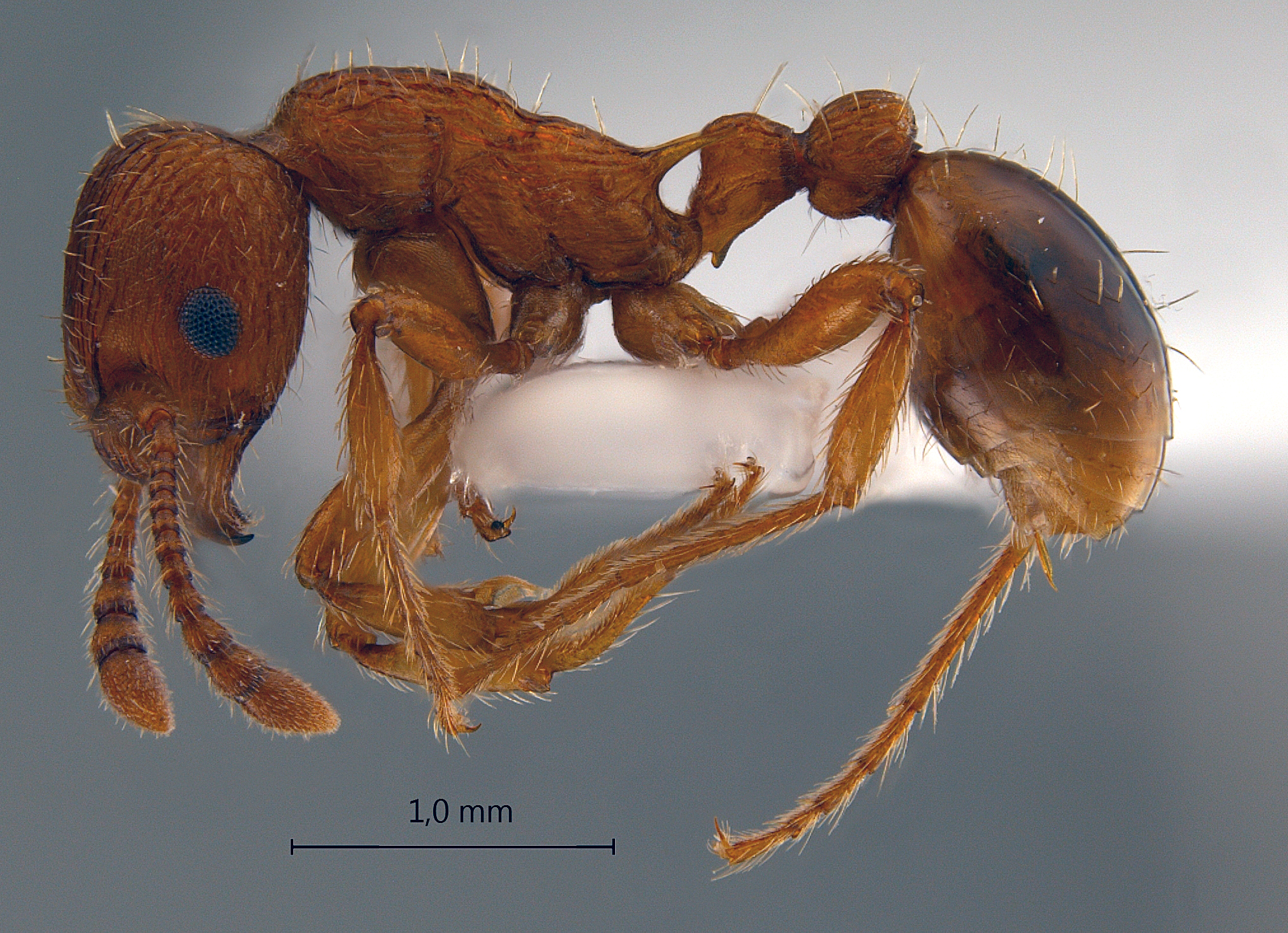Myrmica specioides lateral
