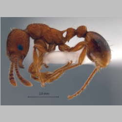 Myrmica specioides Bondroit, 1918 lateral