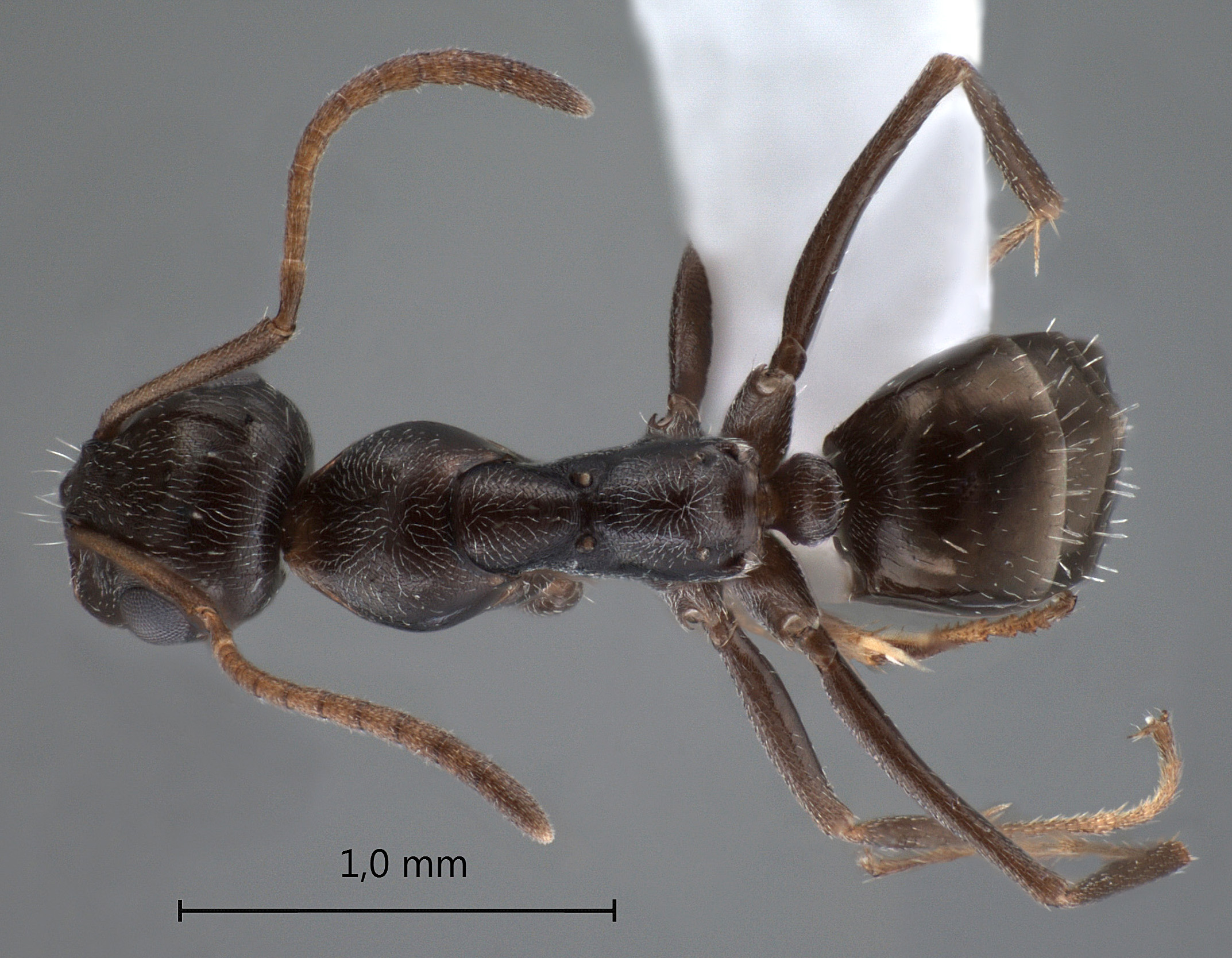 Proformica epinotalis dorsal