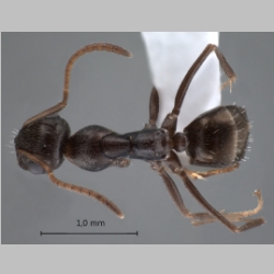 Proformica epinotalis Kuznetsov-Ugamsky, 1927 dorsal