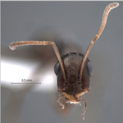 Proformica epinotalis Kuznetsov-Ugamsky, 1927 frontal