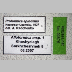 Proformica epinotalis Kuznetsov-Ugamsky, 1927 label