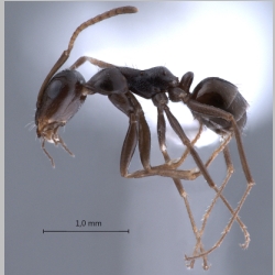 Proformica epinotalis Kuznetsov-Ugamsky, 1927 lateral