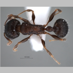 Tetramorium striativentre Mayr, 1877 dorsal