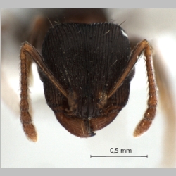 Tetramorium striativentre Mayr, 1877 frontal