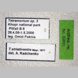 Tetramorium striativentre Mayr, 1877 label