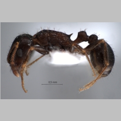 Tetramorium striativentre Mayr, 1877 lateral