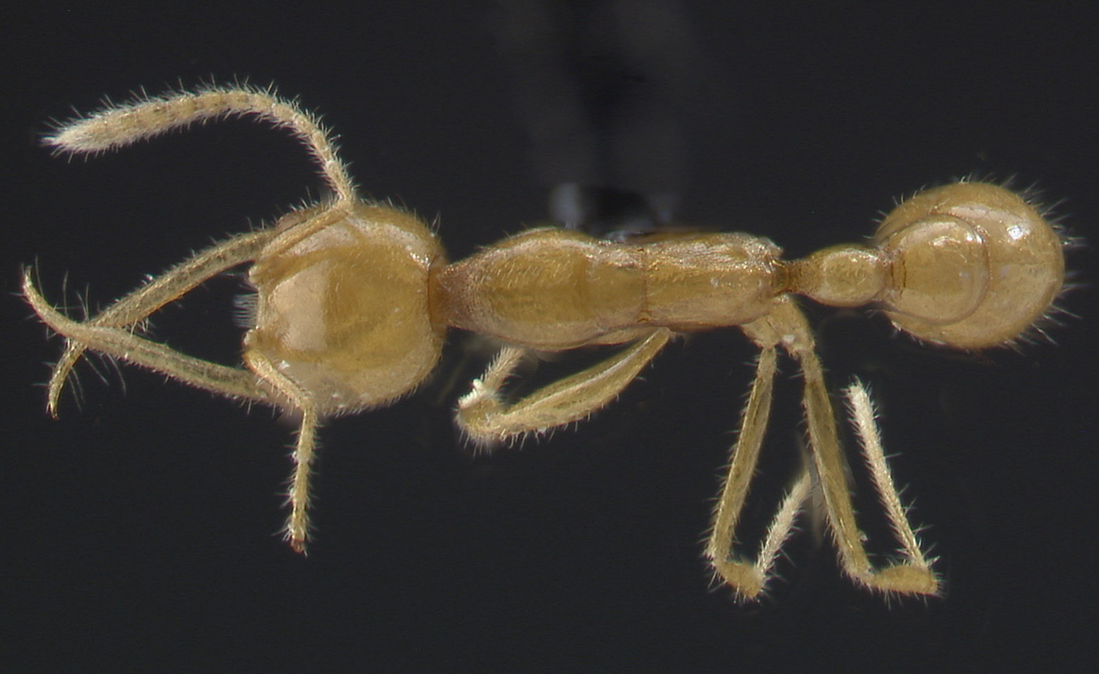 dorsal view of Martialis heureka