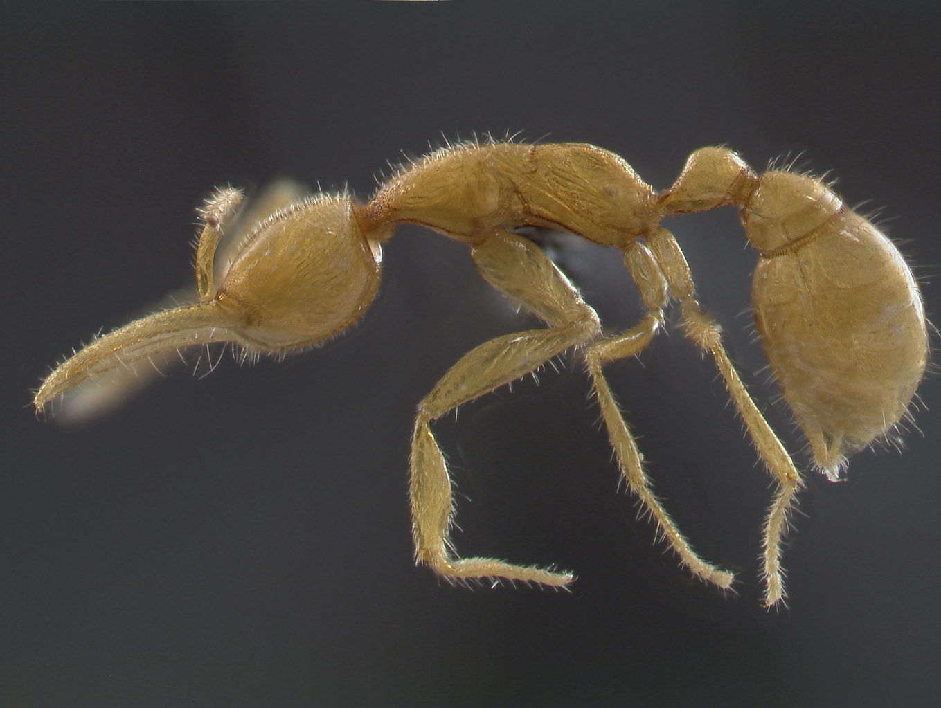 lateral view of Martialis heureka