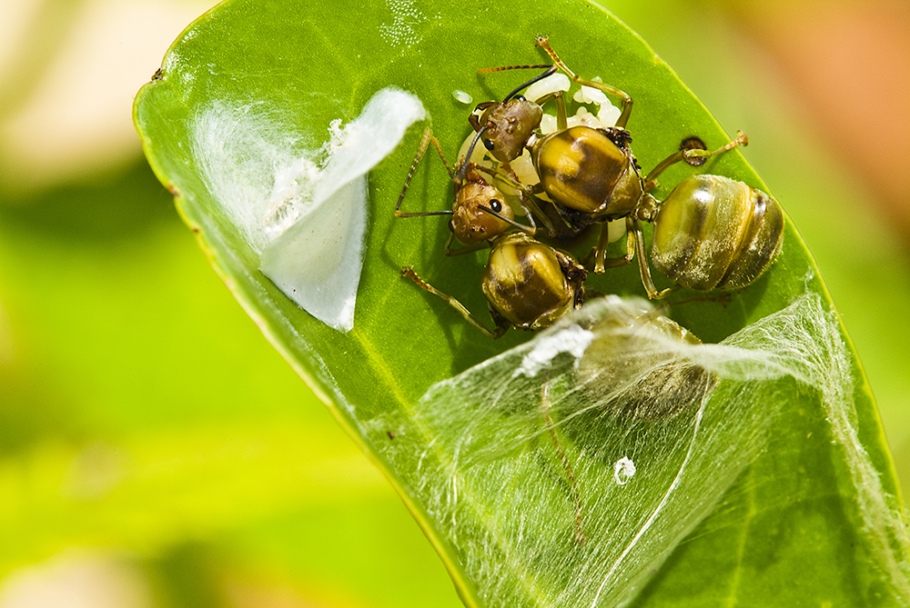 Collective nest formation by two Oecophylla smaragdina queens