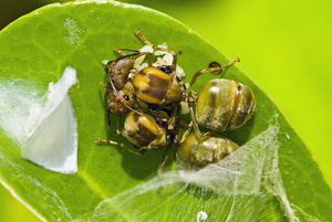 Collective nest formation by two Oecophylla smaragdina queens