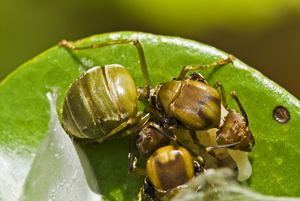 Collective nest formation by two Oecophylla smaragdina queens