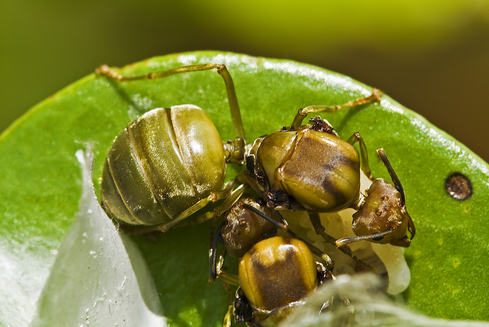 Collective nest formation by two Oecophylla smaragdina queens