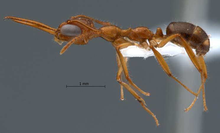 myrmoteras-chondrogastrum-lateral-am-lg