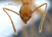 pheidole-cariniceps-frontal-am-lg