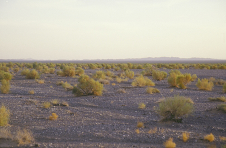 Gobi desert Mongolia