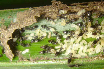 Techonomyrmex albipes